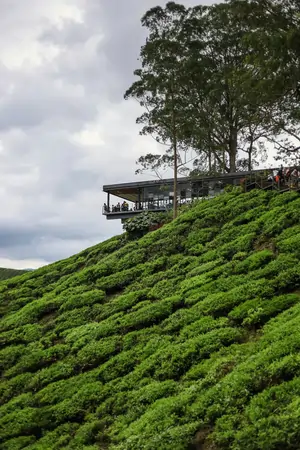 Cameron Highlands,Malaysia